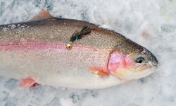 На что ловить форель: как ловить на платном пруду, на что клюет, снасти, монтаж