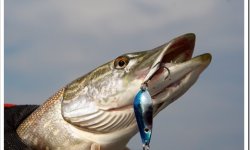 Блесна на щуку: на какую блесну ловить, крупные приманки