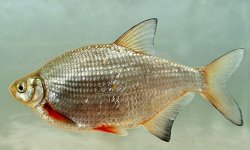 Густера рыба: фото, википедия, как выглядит, описание