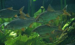 Ловля плотвы: на что клюет плотва