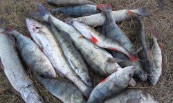 На что ловить щуку в ноябре