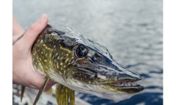 Щука осенью на спиннинг: лучшие приманки, как ловить