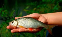 Тарань рыба: фото, википедия