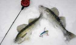 Ловля судака зимой на ратлины: рейтинг, отзывы