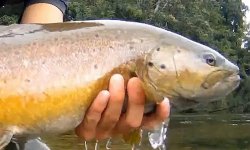 Ловля форели на бомбарду: оснастка