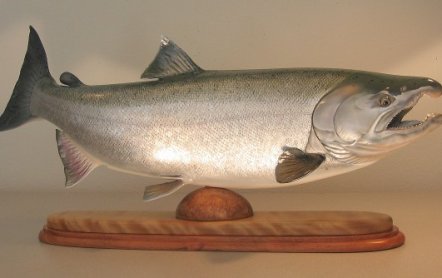 Кижуч рыба: фото, википедия, где водится, описание, польза