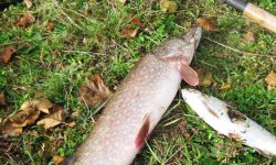 Щука осенью на живца: как поймать