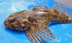 Бычок рыба:фото, как выглядит