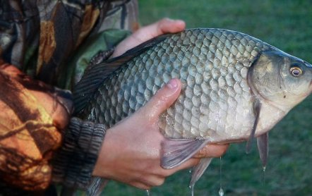 Когда клюет карась: в какое время и до какого месяца