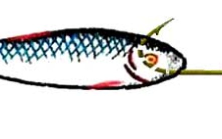 Как сделать поролонку на судака своими руками