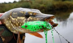 Ловля щуки на лягушку: как насадить лягушку