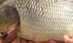 Как сделать жмыховку на сазана своими руками