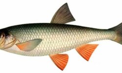 Чебак рыба: фото, описание