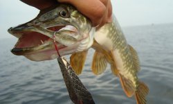 Колебалки на щуку: 10 лучших, правильная проводка, топ колебалок