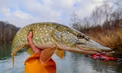 Ловля щуки осенью на спиннинг: как ловить, на что клюет, лучшие приманки, когда лучше ловить