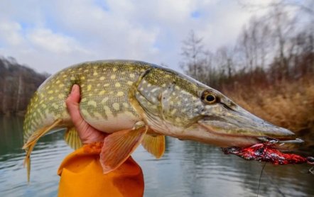 Ловля щуки осенью на спиннинг: как ловить, на что клюет, лучшие приманки, когда лучше ловить