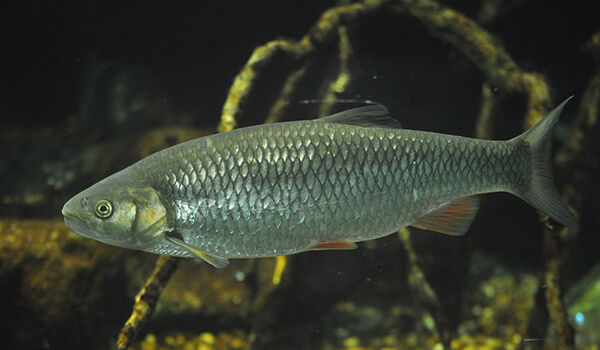 Голавль рыба википедия фото и описание где водится