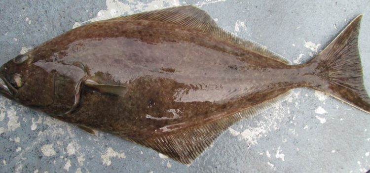 Как выглядит рыба палтус - интересная информация о внешнем виде палтуса