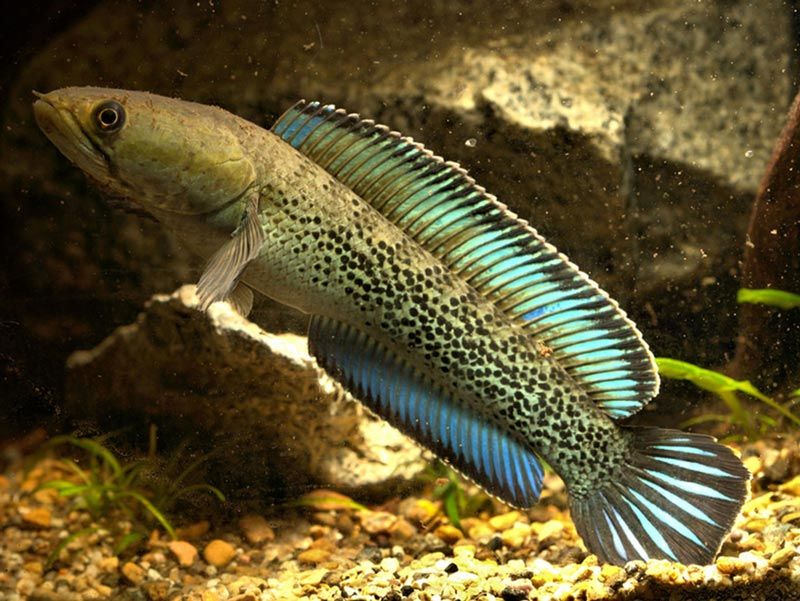 Рыба змейголова в Узбекистане: фото, описание, особенности