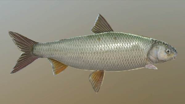 Голавль рыба википедия фото и описание где водится