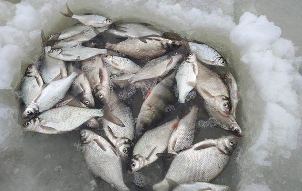 Где найти клев рыбы в Смоленске? Новости рыбалки