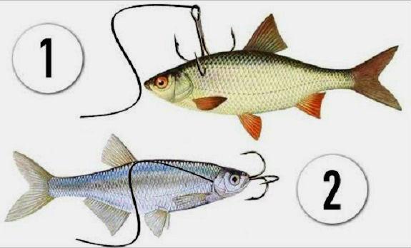  Как правильно насаживать живца для успешной рыбалки 