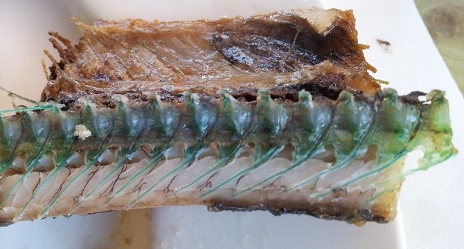 Рыба с зелеными костями 6 букв. Сарган Балтийский зеленые кости. Рыба Сарган кости. Сарган рыба кости зеленые. Сарган рыба копченый.